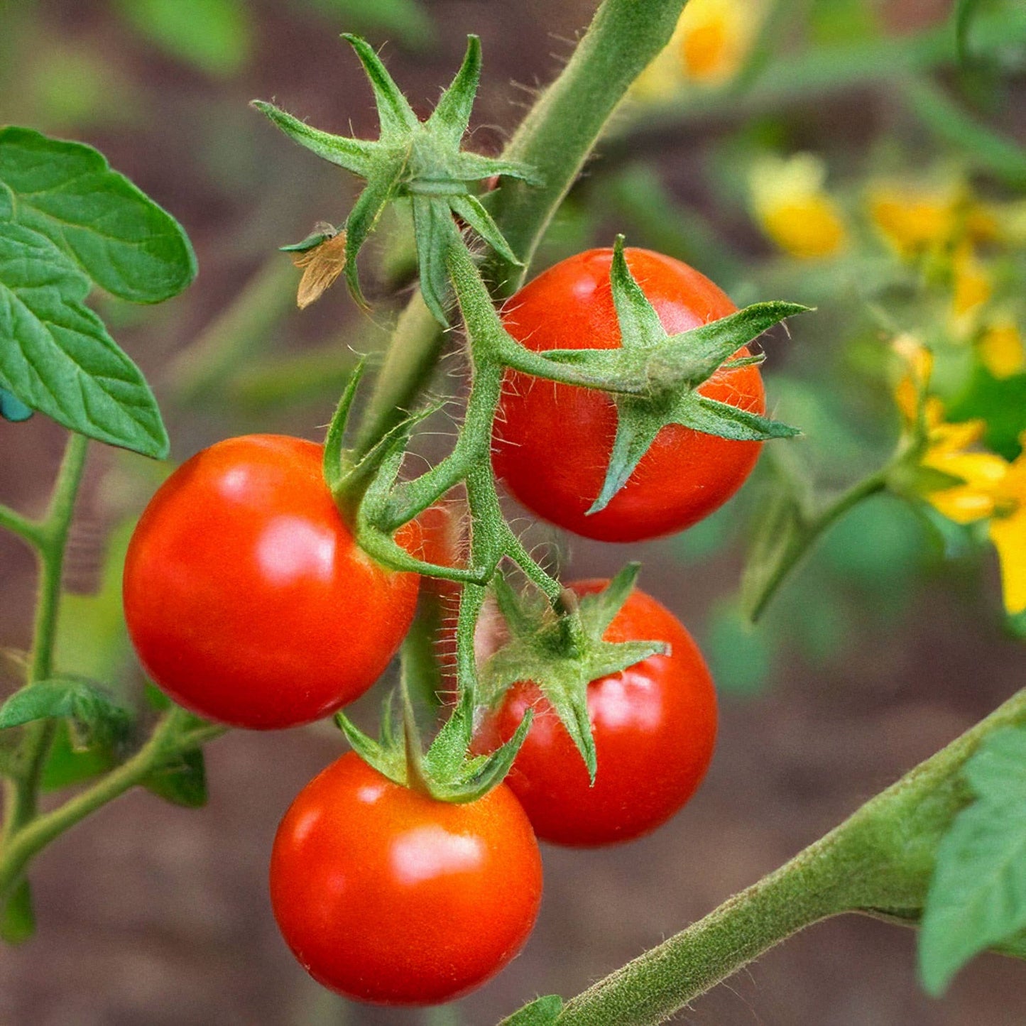 Shido Seeds Cherry Tomato Vegetable Indoor Herb Garden