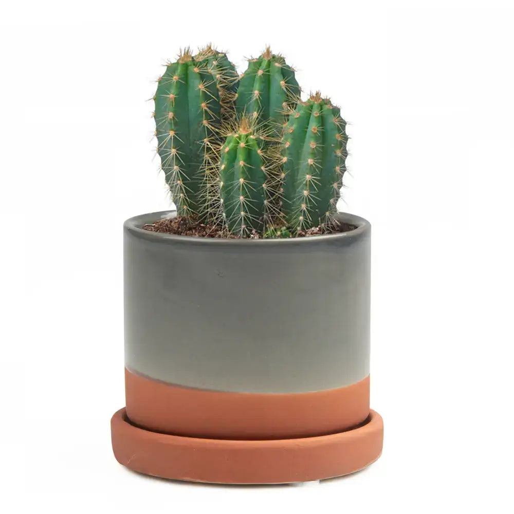 Minute Handmade Ceramic Planter Indoors Pot With Saucer