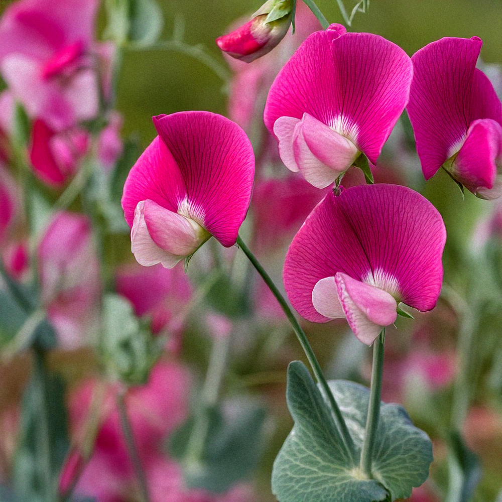 Shido Sweet Pea Flower Seeds Packet with Seed Cards